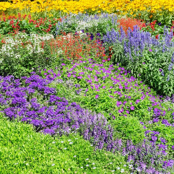 Schöner Hintergrund der Gartenblumen — Stockfoto