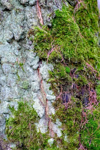 Mousse sur l'arbre — Photo