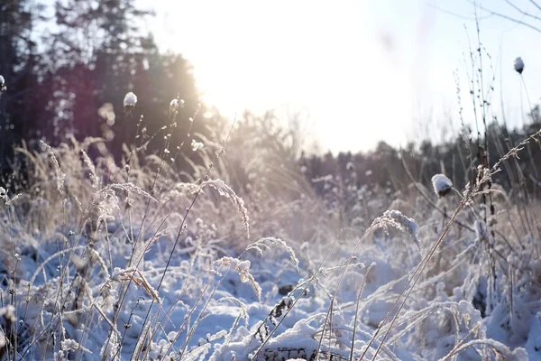 Gras in de sneeuw — Stockfoto