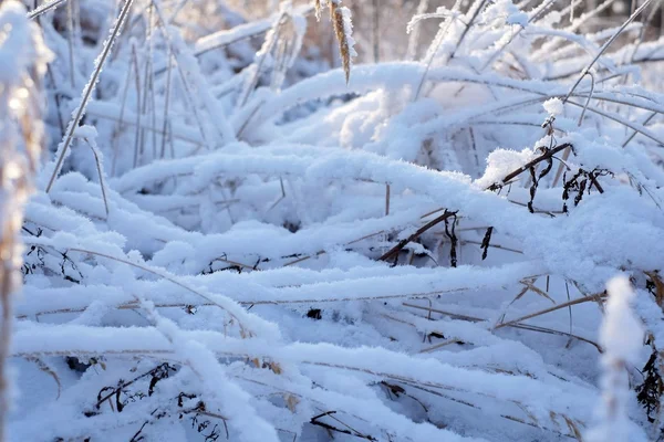 Gras in de sneeuw — Stockfoto