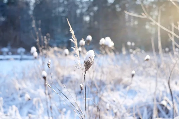 Zonsondergang in de winter en gras — Stockfoto