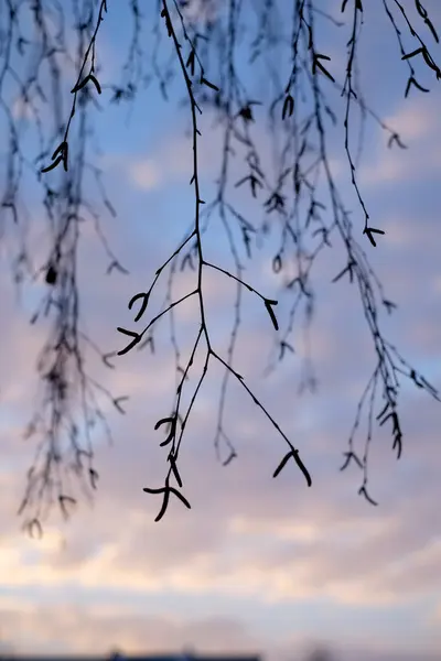 Ramos de vidoeiro, branco, árvore, inverno, vidoeiro, gelo , — Fotografia de Stock