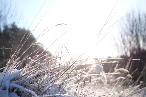 Gras in de sneeuw — Stockfoto