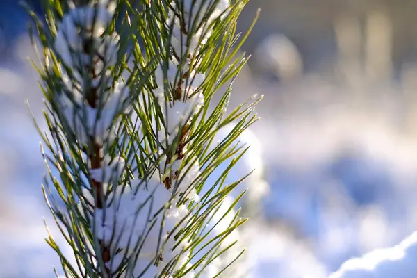 Conifer branches in the snow — Stock Photo, Image