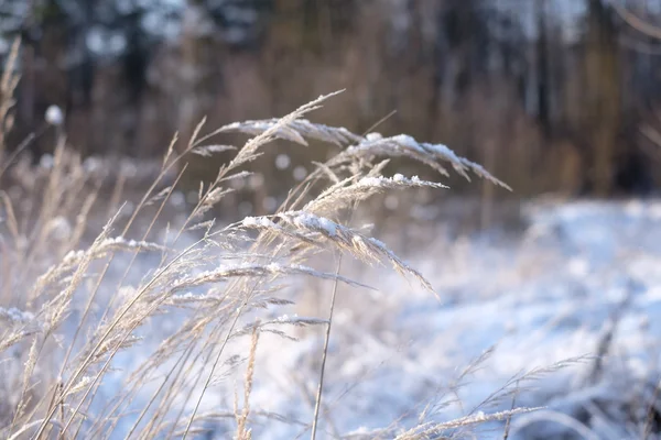 Gras in de sneeuw — Stockfoto