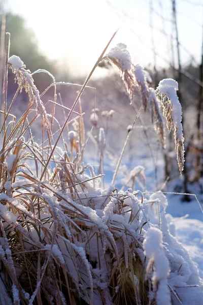 Grama na neve — Fotografia de Stock