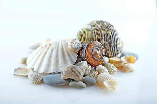 Seashells and sea stones — Stock Photo, Image