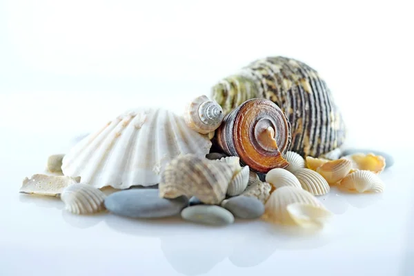 Coquillages et pierres marines — Photo