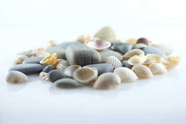 Tengeri kagylókból és tengeri kövek — Stock Fotó