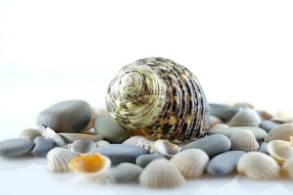Ракушки и морские камни — стоковое фото