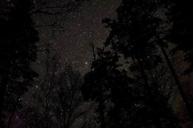 yıldızlı gökyüzü ve ağaçlar