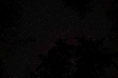 yıldızlı gökyüzü ve ağaçlar