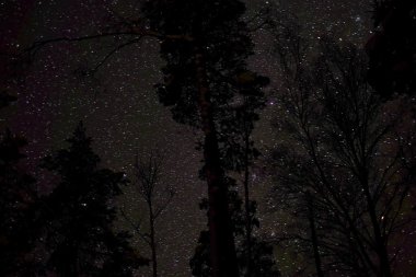 yıldızlı gökyüzü ve ağaçlar