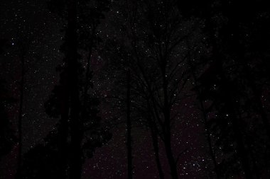 yıldızlı gökyüzü ve ağaçlar