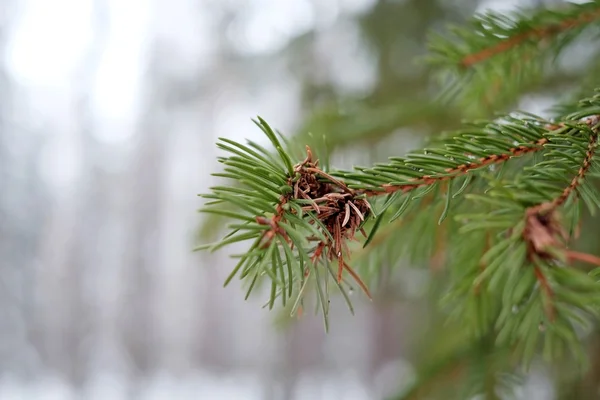 Grangrenar i snön — Stockfoto