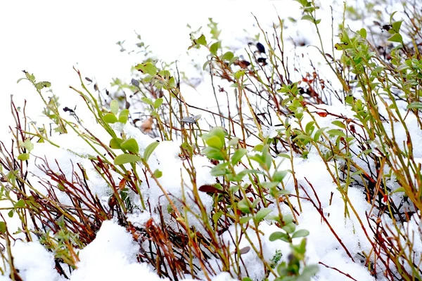 Plantas sob a neve — Fotografia de Stock