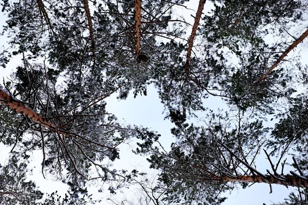 Pine Kroon, floresta — Fotografia de Stock