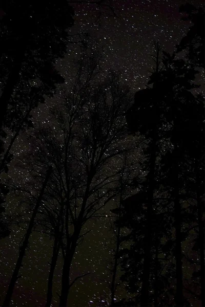 Céu estrelado e árvores — Fotografia de Stock