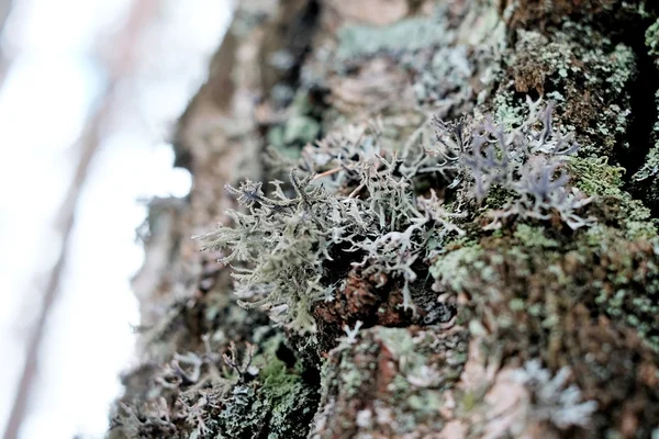 Lichen sur arbre — Photo