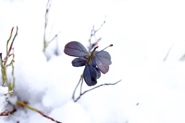 Растения под снегом — стоковое фото