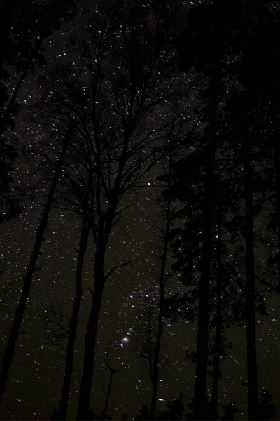 Céu estrelado e árvores Imagem De Stock