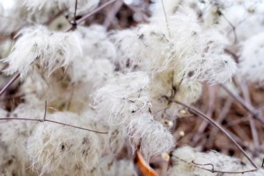 Kıllı bitki, pamuk