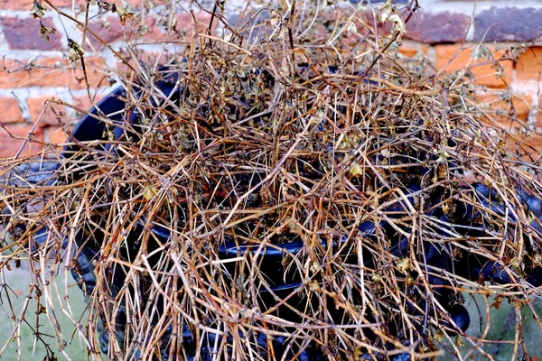 Planta seca, seca — Fotografia de Stock