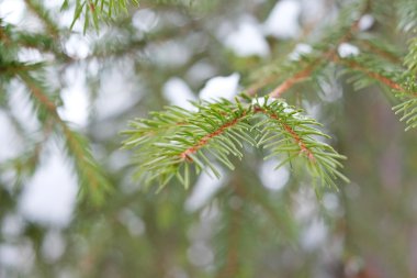 Karda ladin dalları