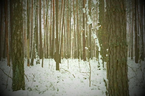 Bosque de invierno, pino — Foto de Stock