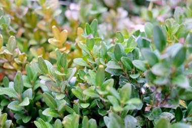 yeşil ve sarı yaprakları bush