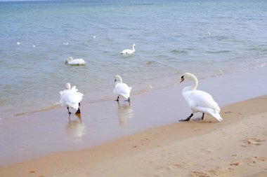 Swans on the sea