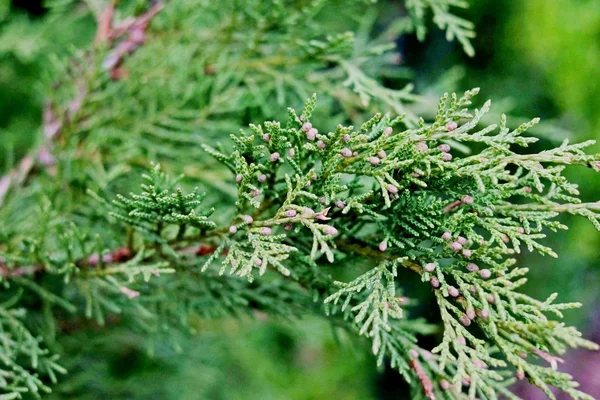 Cabang dari juniper — Stok Foto