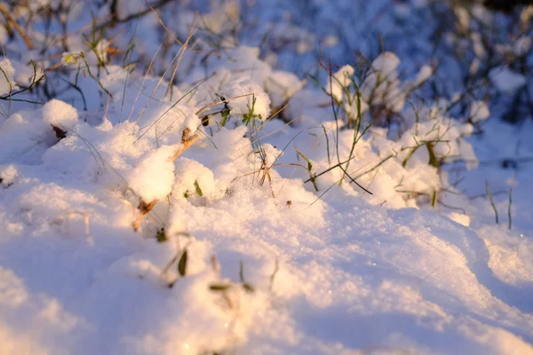 Plantas na neve — Fotografia de Stock