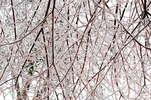 Os ramos no gelo — Fotografia de Stock