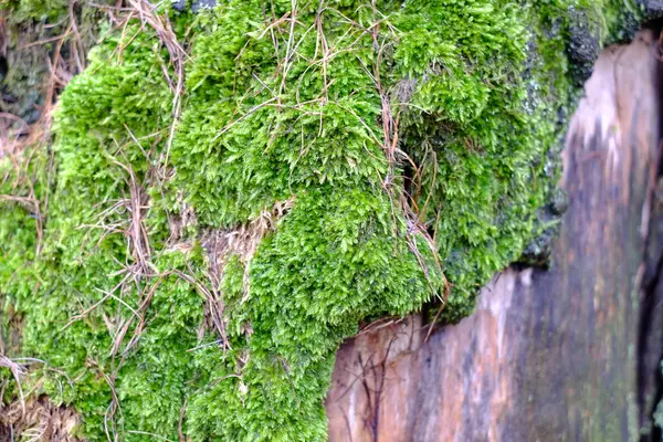 Lesní mech, venkovní — Stock fotografie