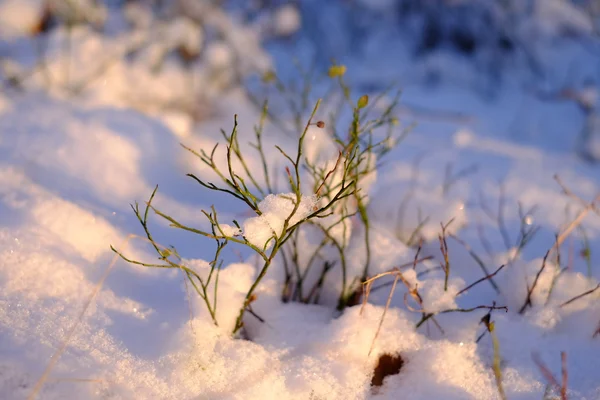 Planten in de sneeuw — Stockfoto