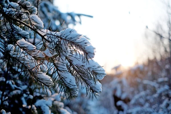 겨울 석양, 야외 — 스톡 사진