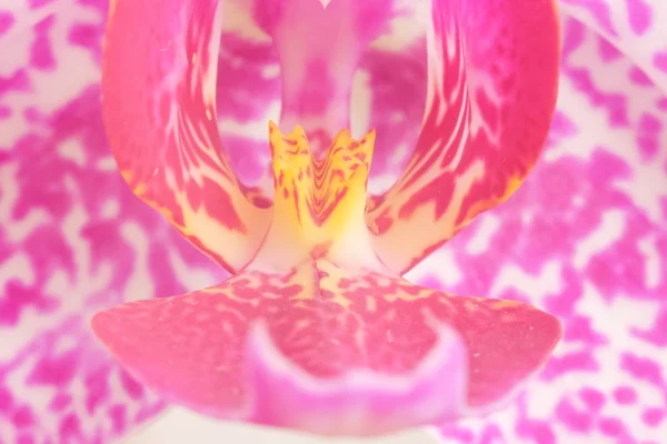 Flor de orquídea, close-up — Fotografia de Stock