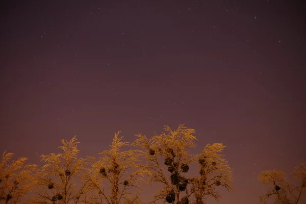 Cielo estrellado y árboles — Foto de Stock