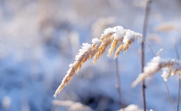 Grama na neve Fotografia De Stock