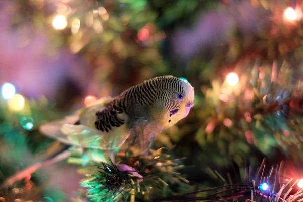 Papagaio e árvore de Natal — Fotografia de Stock