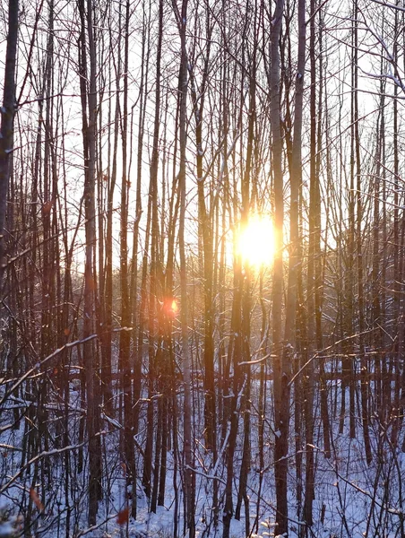 Coucher de soleil d'hiver, extérieur — Photo