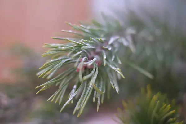 Pine tree in the snow — Stock Photo, Image