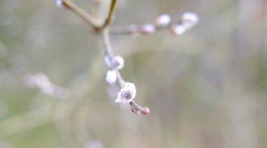 Mühürler dallar üzerinde