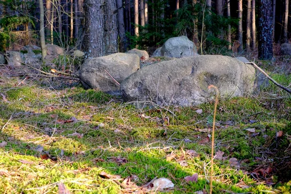 Piedras en el bosque —  Fotos de Stock