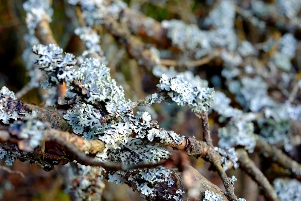 Lichen on branches — Stock Photo, Image