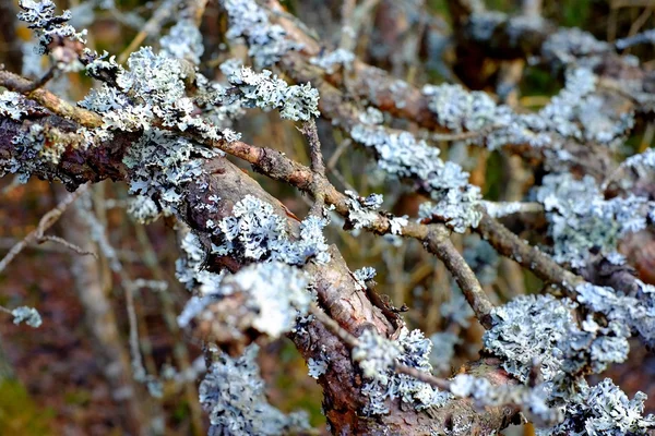Lichen sur les branches — Photo