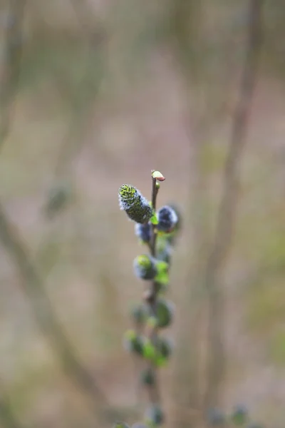 緑の柳、春 — ストック写真