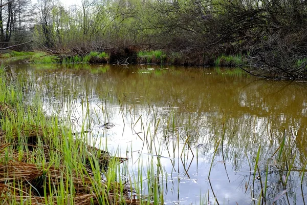川湿地、水 — ストック写真
