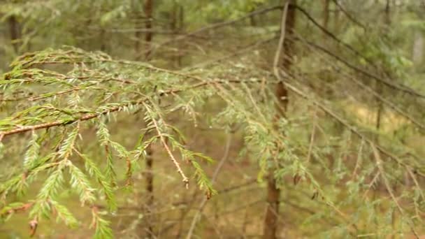 monde forestier, arbre 